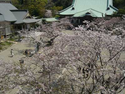 kodokama_sakura_1